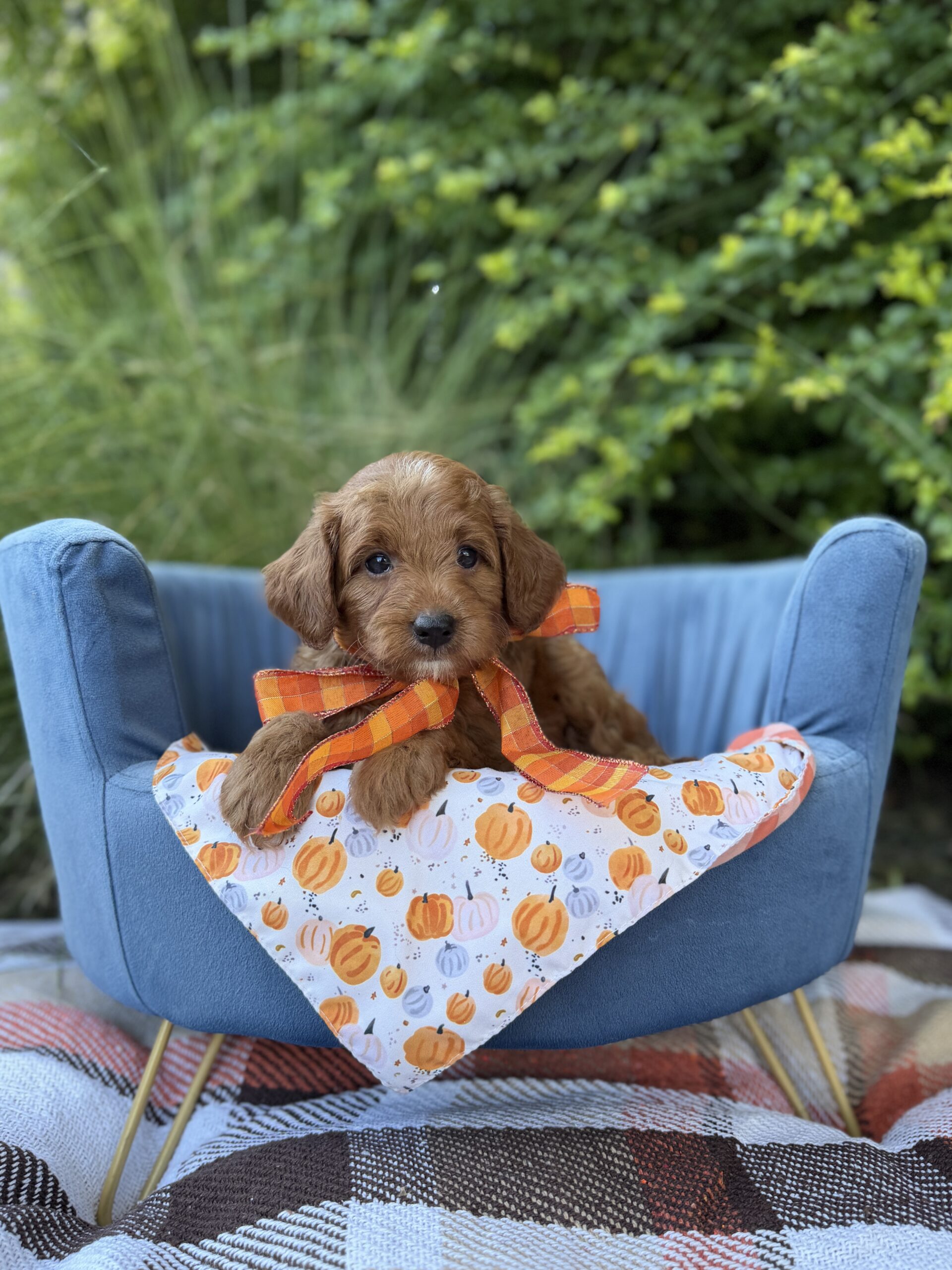 Doodle puppy at Lonestar Doodles in Weatherford, Texas