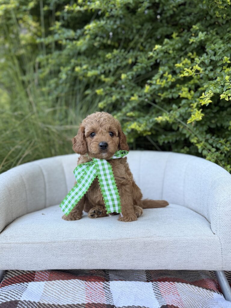 Green Bow Boy · Goldendoodle · Male · Micro Mini · F1B puppy available at Lonestar Doodles
