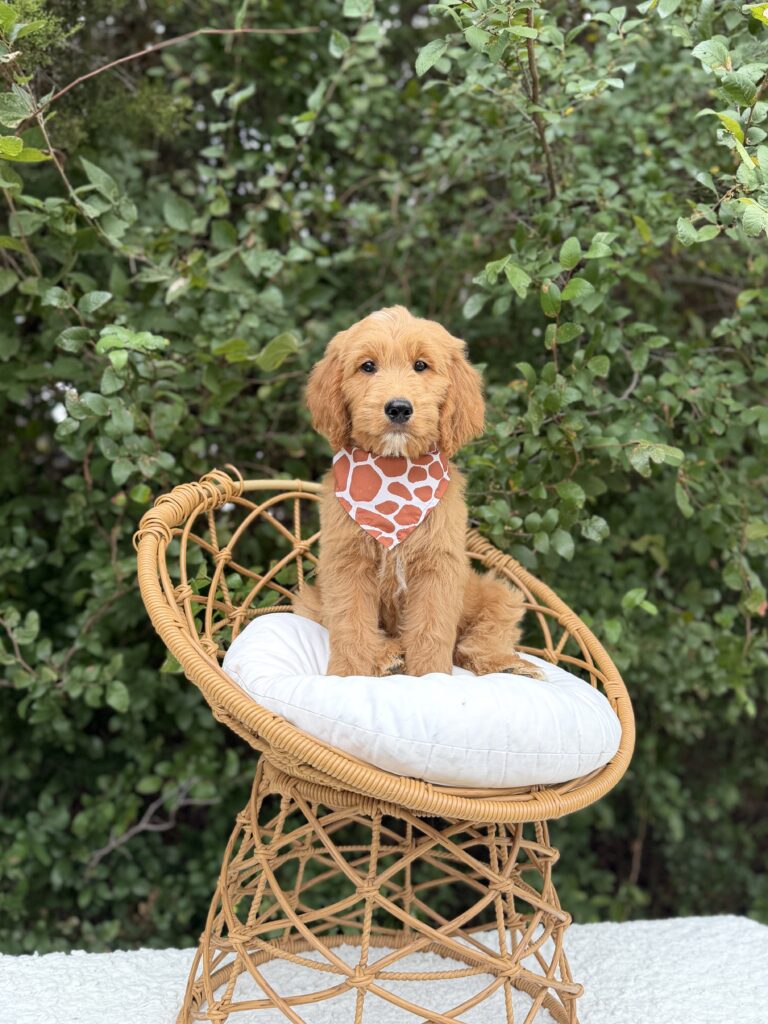 Giraffe Print Boy · Goldendoodle · Male · Standard · F1 puppy available at Lonestar Doodles