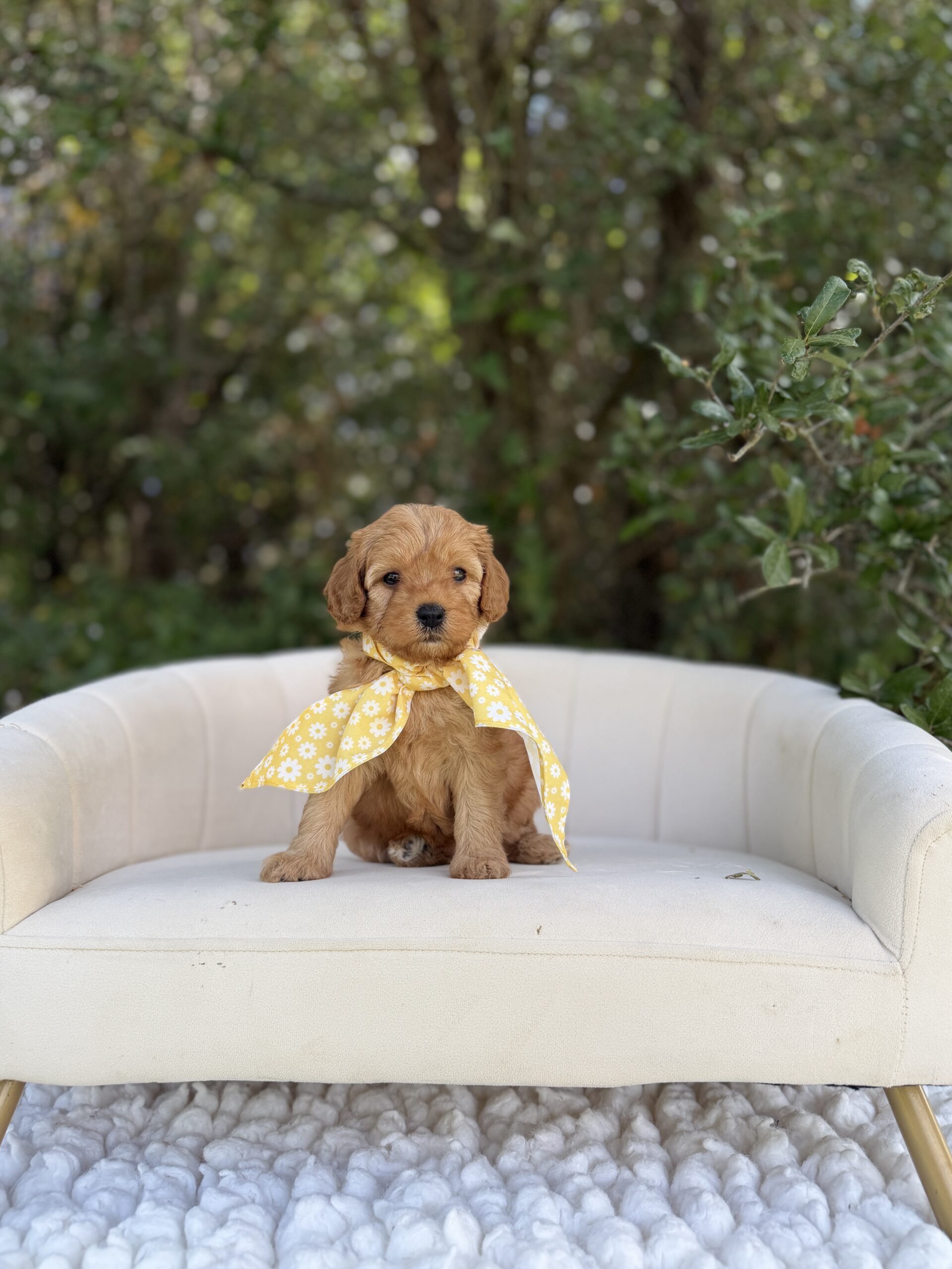 Doodle puppy at Lonestar Doodles in Weatherford, Texas