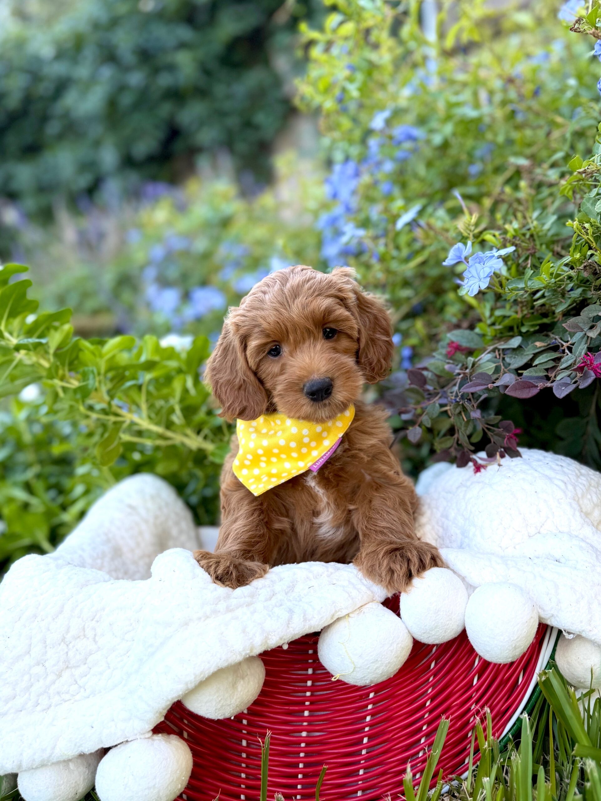 Doodle puppy at Lonestar Doodles in Weatherford, Texas