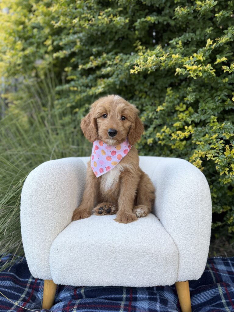 Pink Bandana Girl · Goldendoodle · Female · Medium · F1 puppy available at Lonestar Doodles