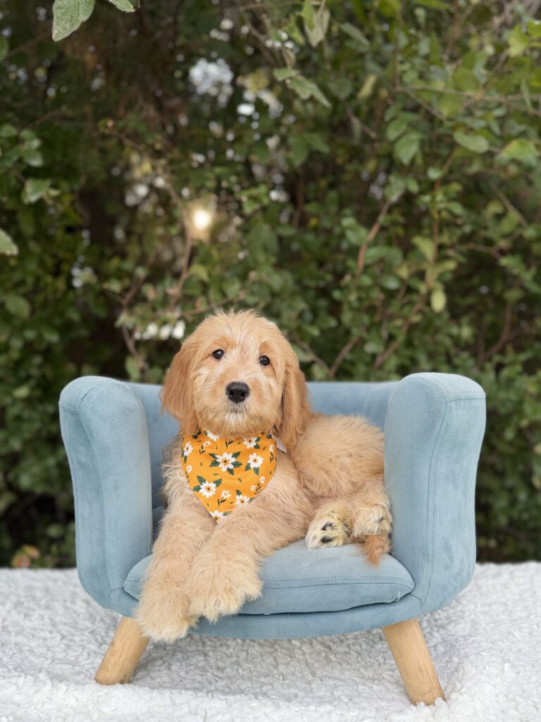 Yellow Flower Girl · English Cream · Female · Medium · F1 puppy available at Lonestar Doodles