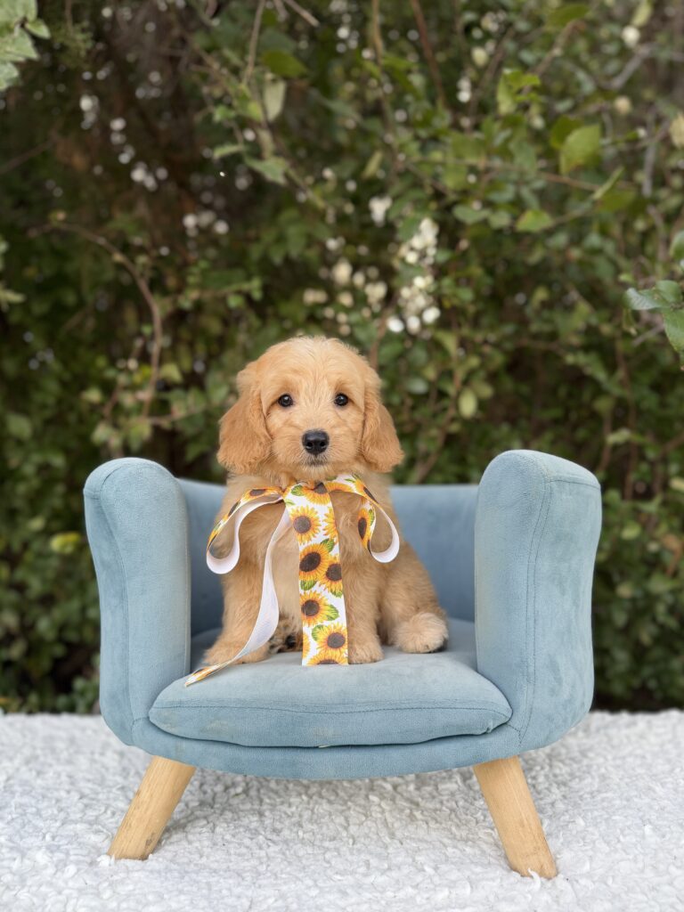 Sunflower Bow Girl · English Cream · Female · Medium · F1 puppy available at Lonestar Doodles