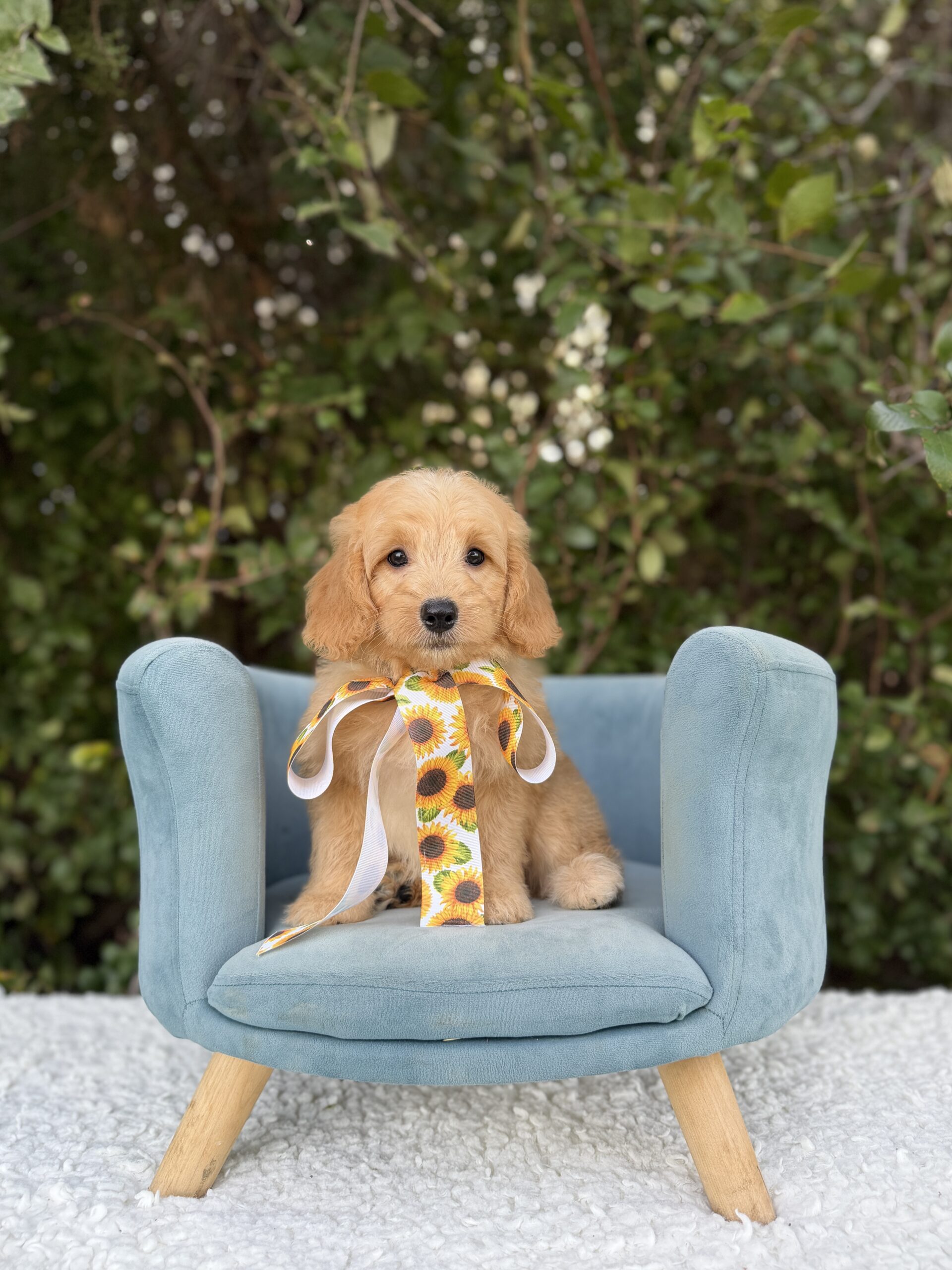 Doodle puppy at Lonestar Doodles in Weatherford, Texas