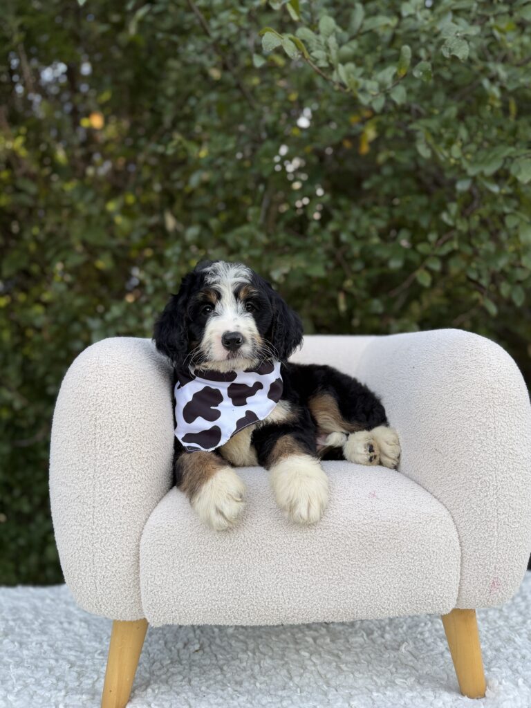 Cowprint Bernedoodle Boy · Bernedoodle · Male · Medium · F1 puppy available at Lonestar Doodles