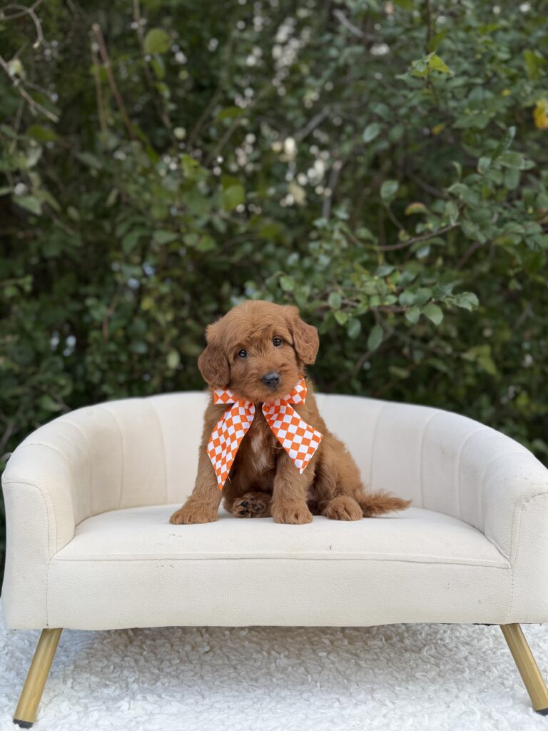 Orange Checkered Girl · Goldendoodle · Female · Mini · F1 puppy available at Lonestar Doodles