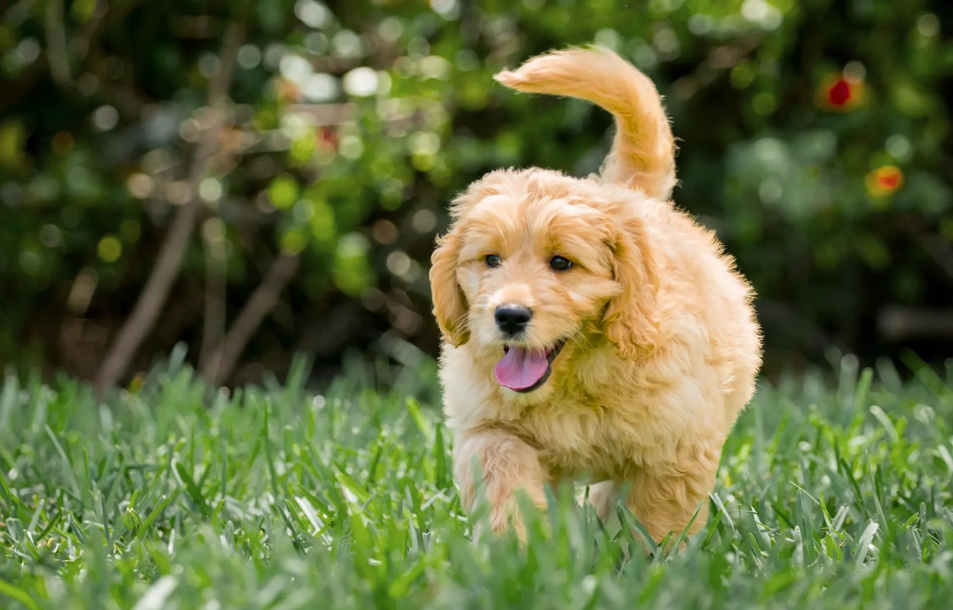 Doodle puppy at Lonestar Doodles