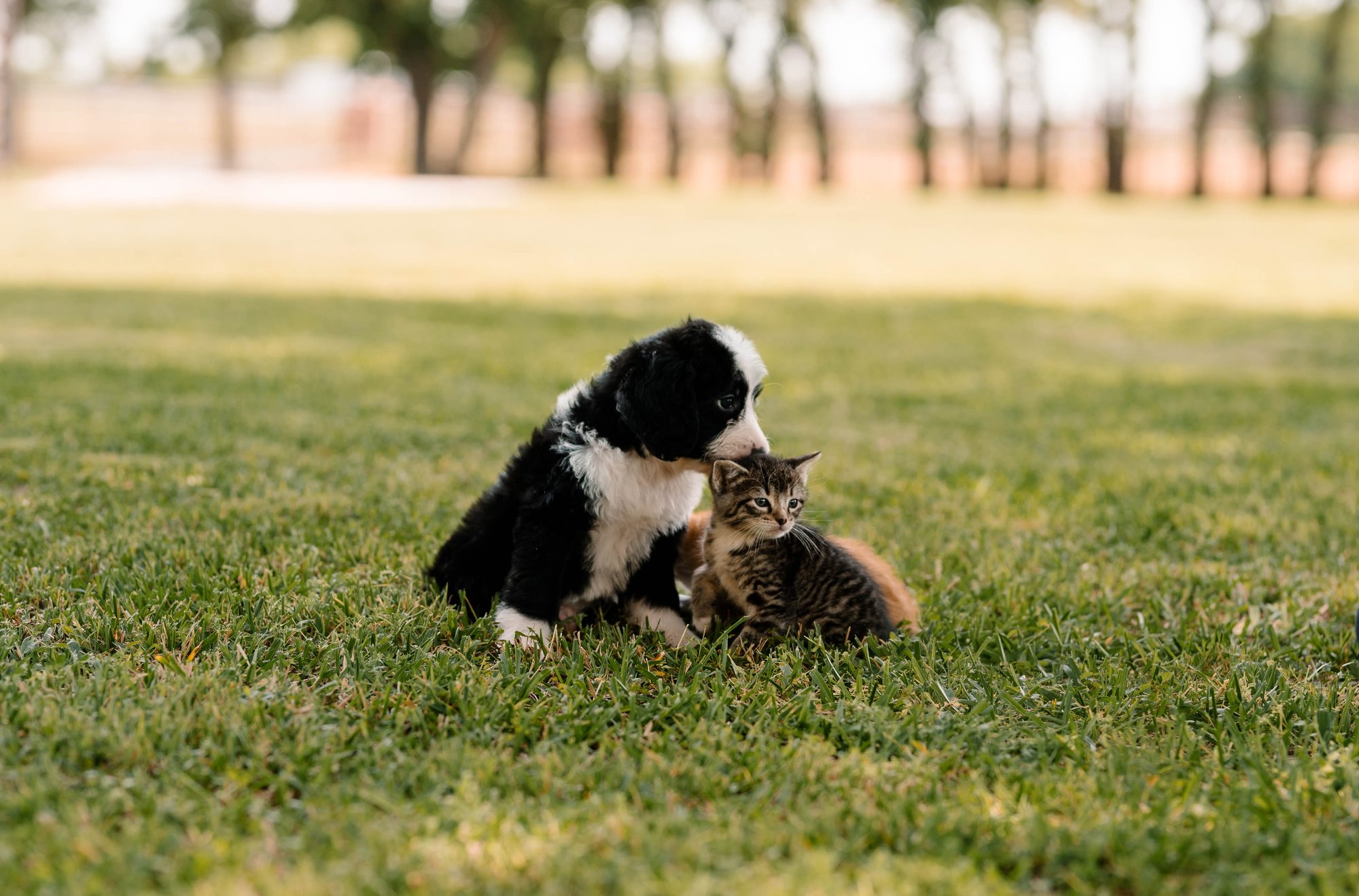 Two black-and-white Sheepadoodle puppies from a Lonestar Doodles litter